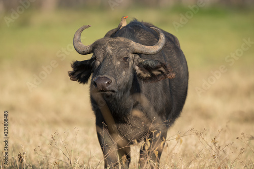 water buffalo portrait