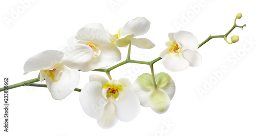 Fotografiet White orchid isolated on white