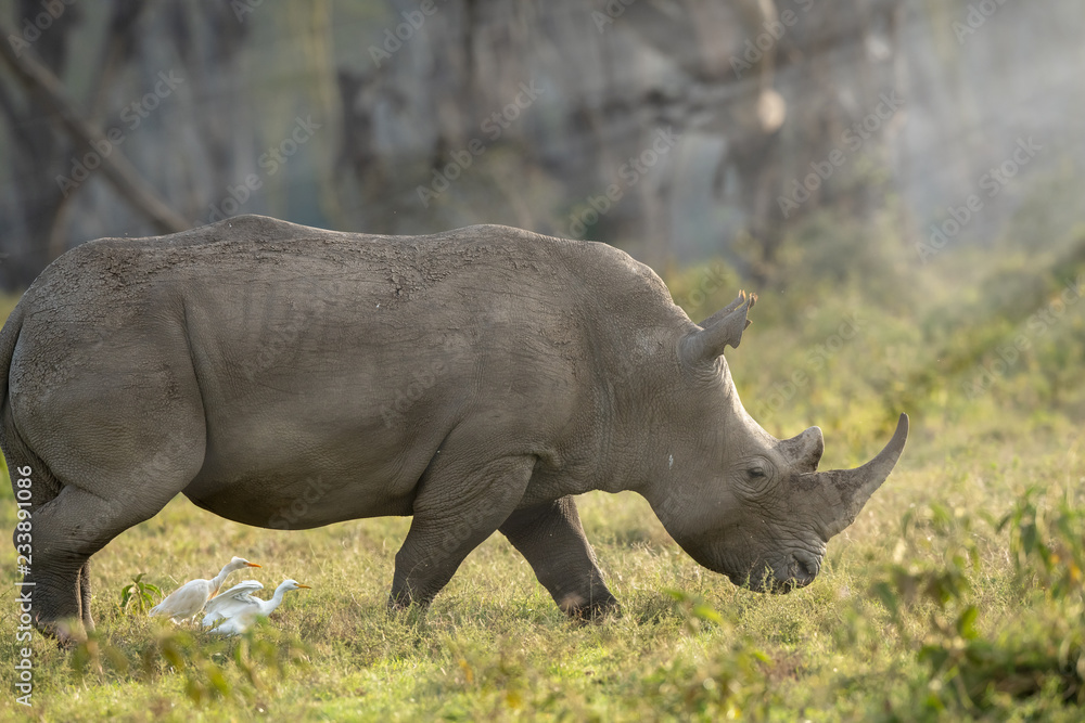 Naklejka premium nosorożec biały i małe ptaki