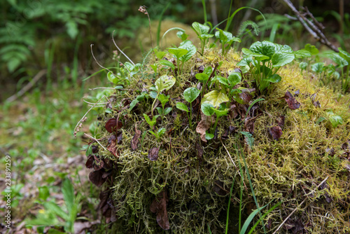 macro of forest moss and plants