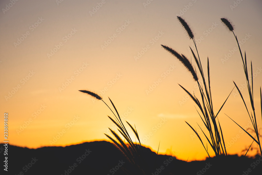 Fototapeta premium landscape and silhouette yellow of grass flower in sunset time.