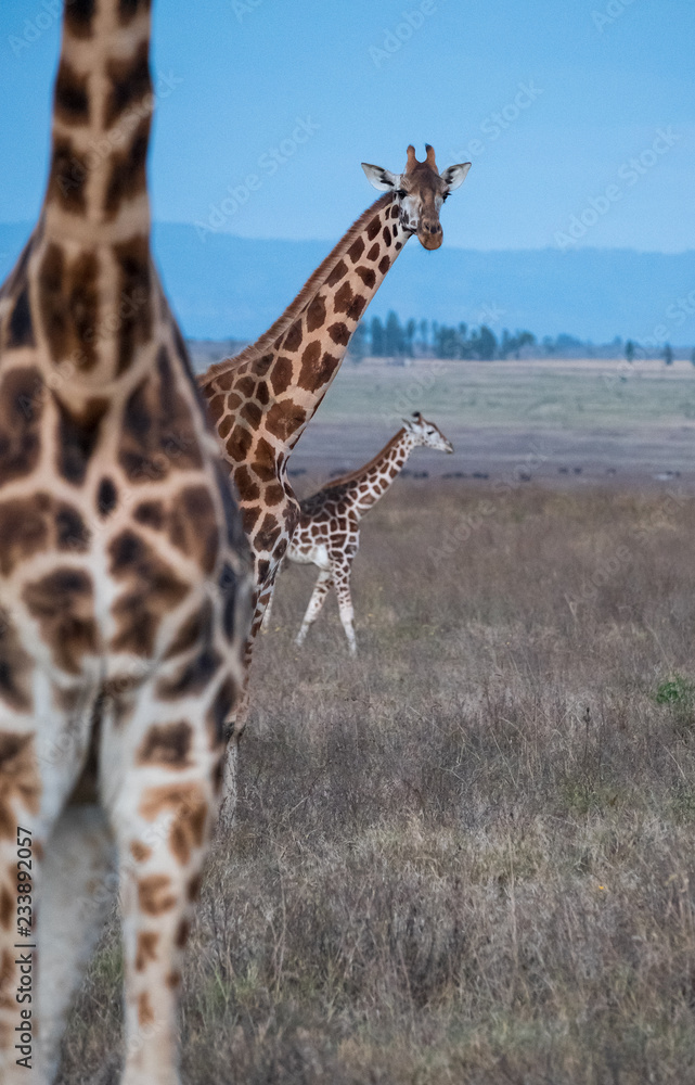 Obraz premium giraffes group under sky