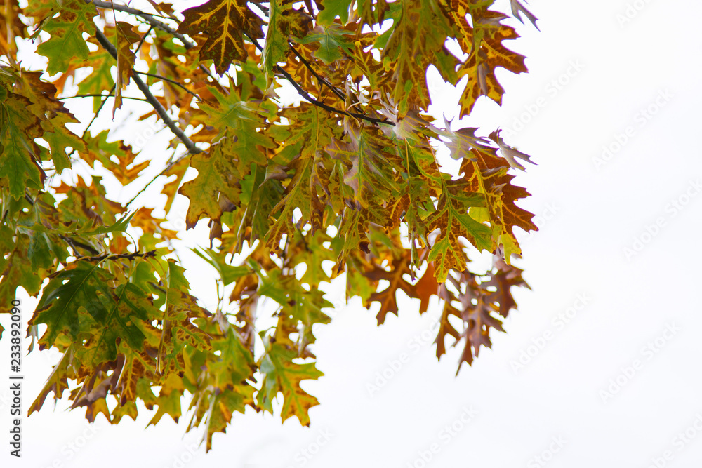 trees with yellow and red leaves. autumn concept trees with yellow and red leaves. autumn concept