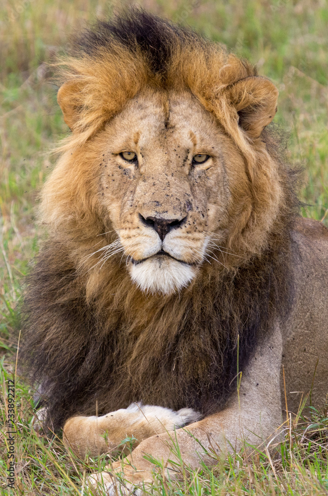 Lion Portrait Lion Portrait