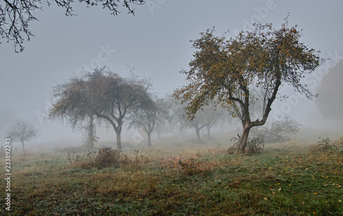 Wallpaper Mural tree in fog Torontodigital.ca