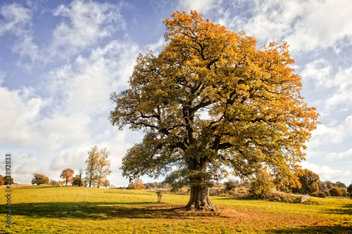 Old Oak Tree - England