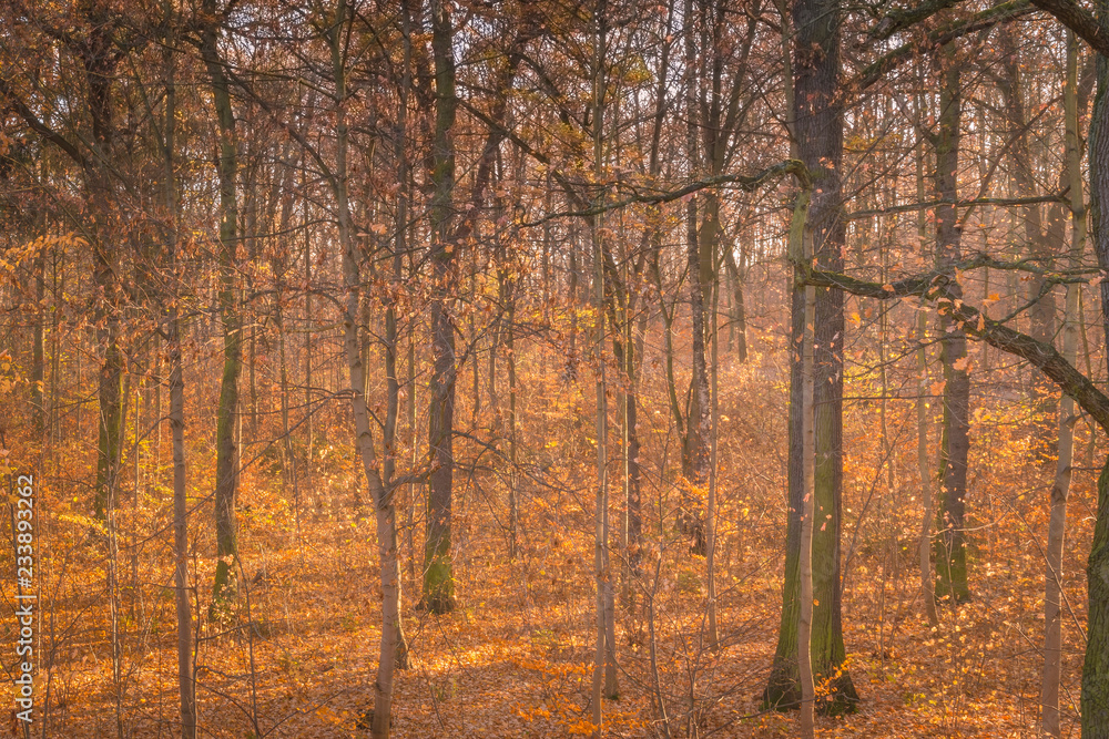 Landschaft im Herbst, Herbstwald