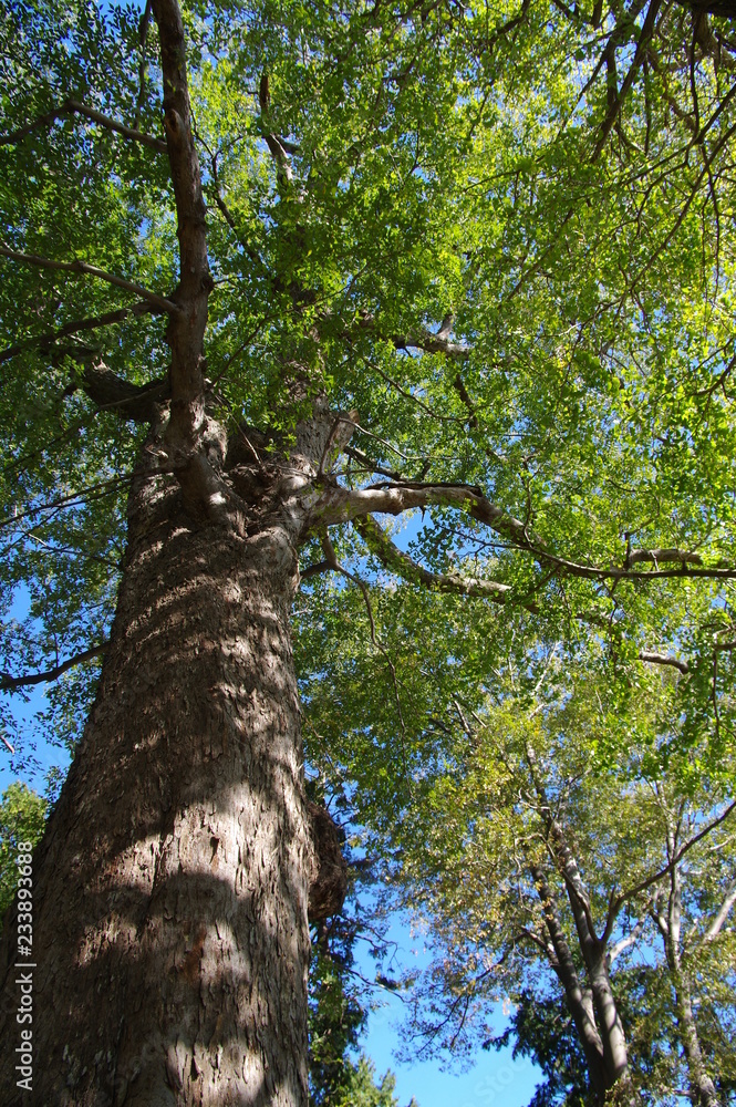 Fototapeta premium ムクノキ