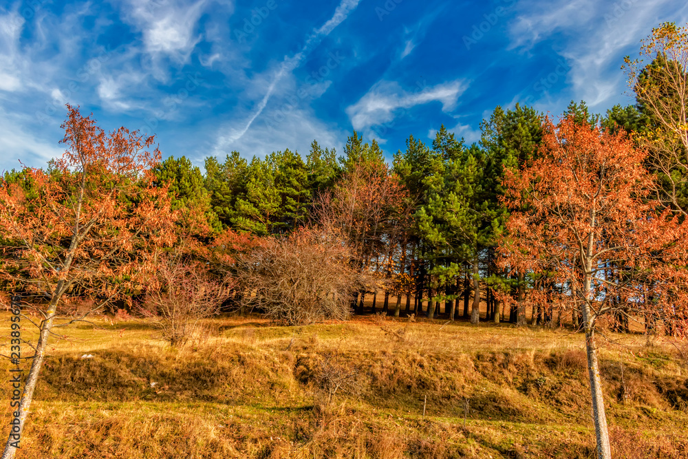 Fototapeta premium The park