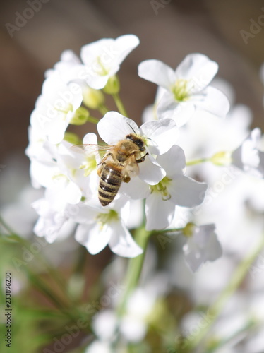 Honey bee Apis mellifera collecting pollen in a cuckooflower