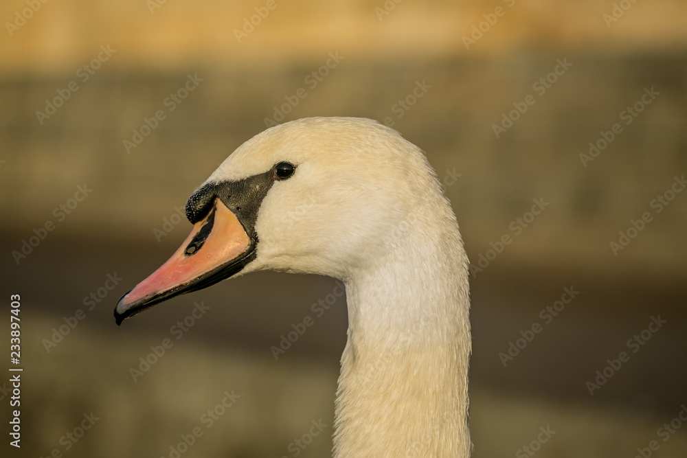 Obraz premium Close up portrait of white mute swan in sunset light, head with black eye, orange beak and long neck, blurry brown background, copy space