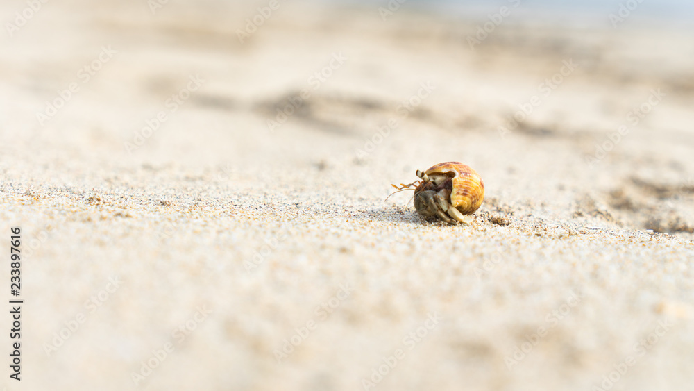 Hermit Crab Walking Along A Beach in Thailand