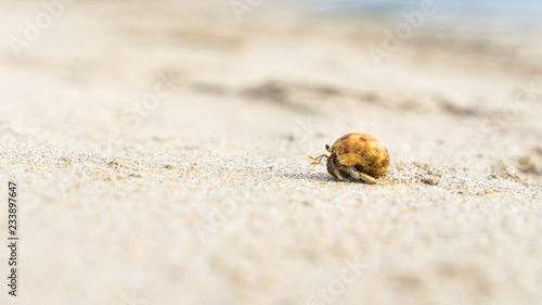 Hermit Crab Walking Along A Beach in Thailand