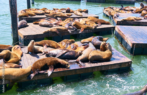 Sea lions at Pier 39 in San Francisco, California