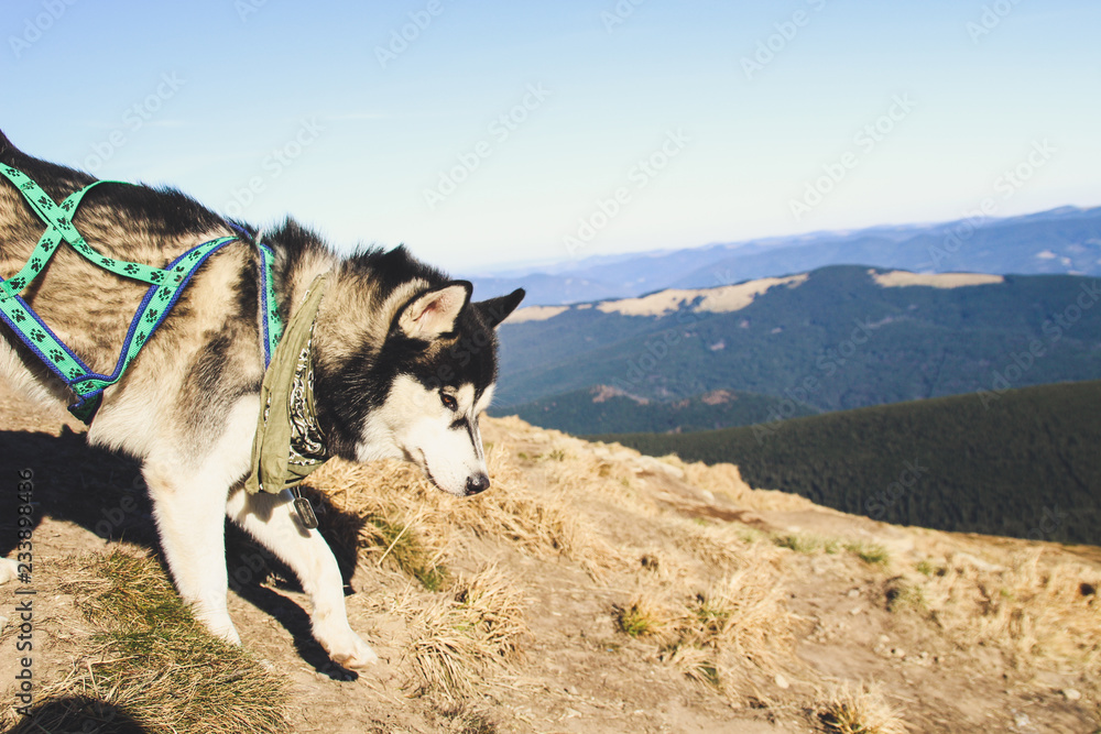 Husky dog travels to the Ukrainian Carpathians. Mountain trip. Autumn view of the mountains and the forest. Sunshine. Husky dog travels to the Ukrainian Carpathians. Mountain trip. Autumn view of the mountains and the forest. Sunshine.