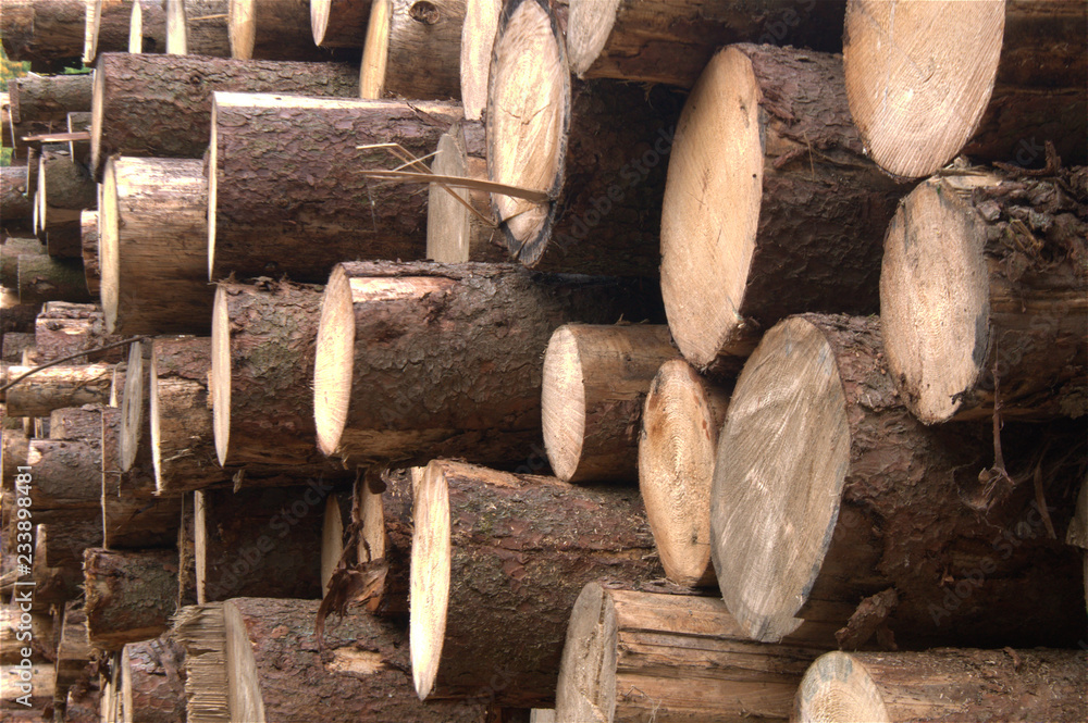 Wood logs pile view, lumber wood industry Wood logs pile view, lumber wood industry