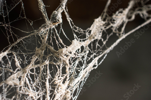 Cobweb texture with selected focus