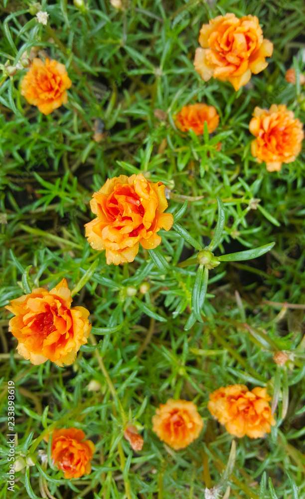 Portulaca Rose blooming in the garden Portulaca Rose blooming in the garden