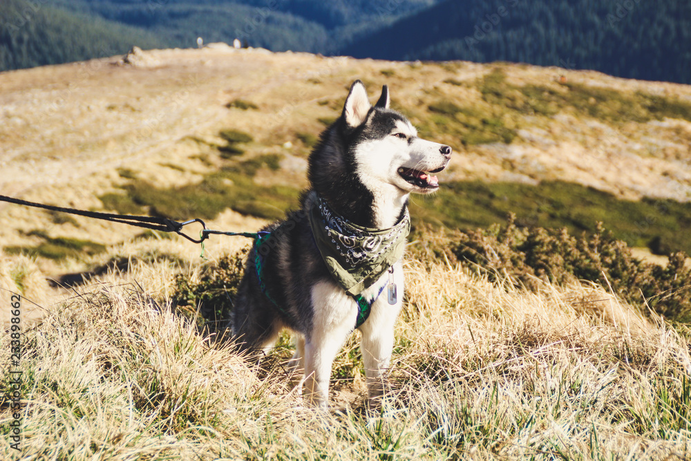 Husky dog travels to the Ukrainian Carpathians. Mountain trip. Autumn view of the mountains and the forest. Sunshine. Husky dog travels to the Ukrainian Carpathians. Mountain trip. Autumn view of the mountains and the forest. Sunshine.