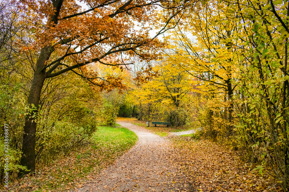 Autumn Park Path