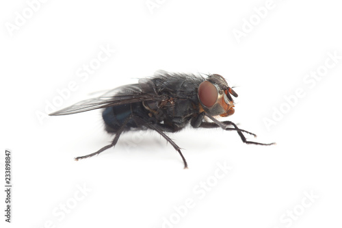 Fly isolated on white © Vitalii Hulai