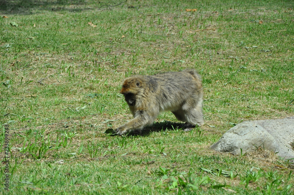 Monkey isolated, wild Monkey isolated, wild