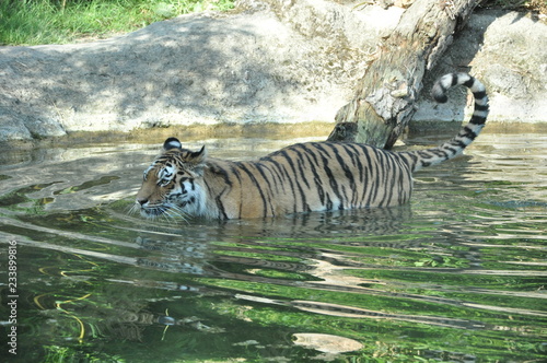 Tiger in the wild