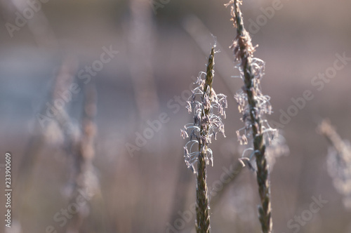 close up of spikes of grass on natural background