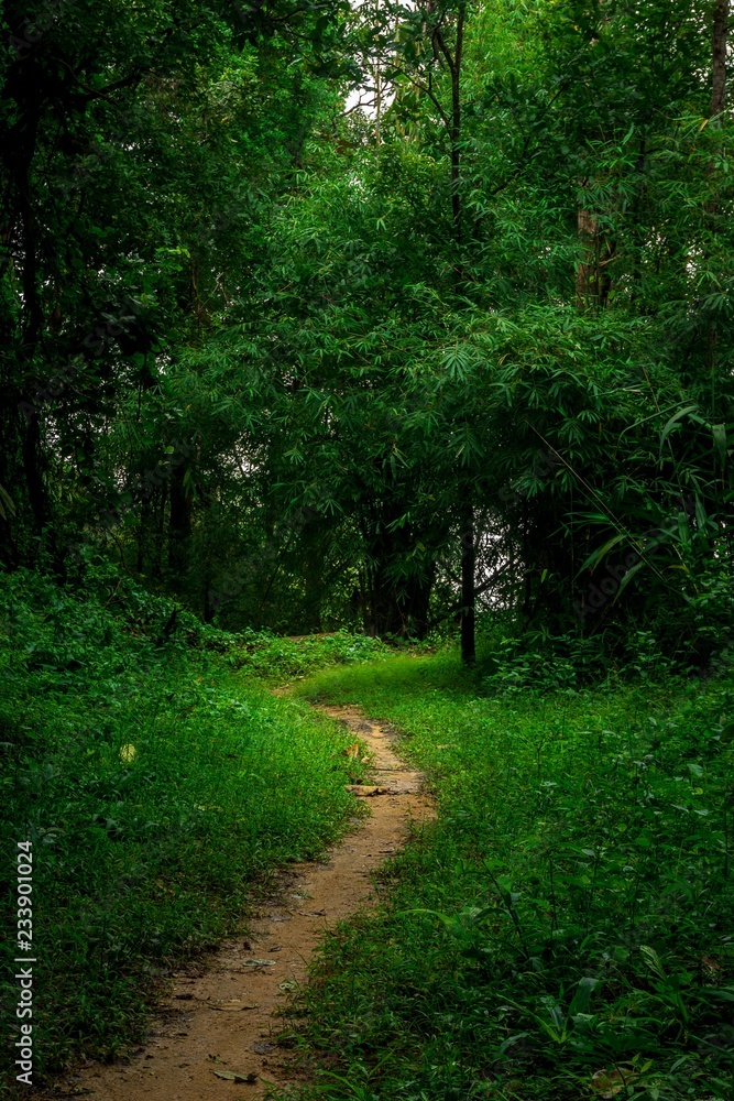 Obraz premium Dirt path in rain forest nature background