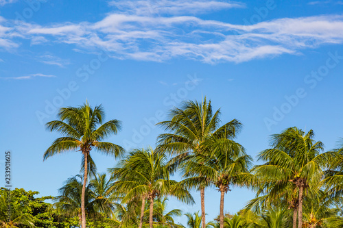 Coconut palm trees against a blue sky, on the caribbean island of Barbados