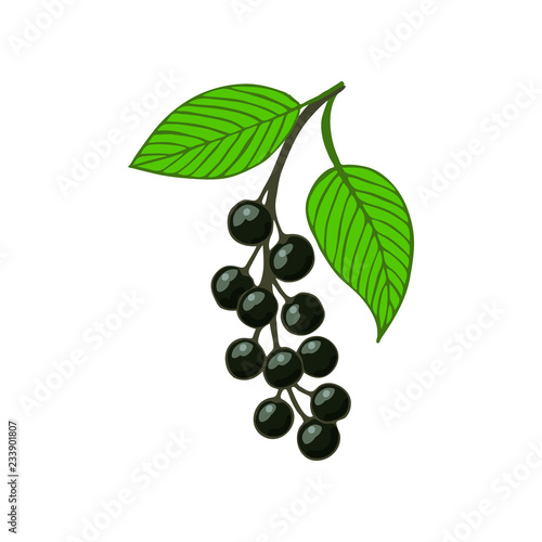 isolated bunch bird cherry, hackberry or hagberry.