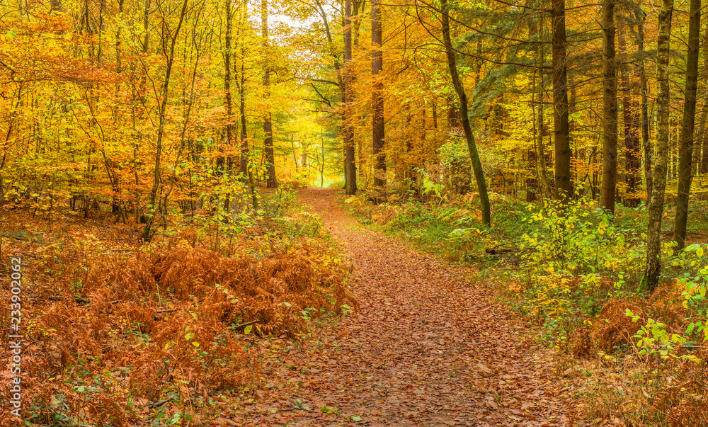 Bunter Herbstwald im Spätherbst mit Fußweg in weichem Licht - Colourful autumn forest in late autumn with footpath in soft light