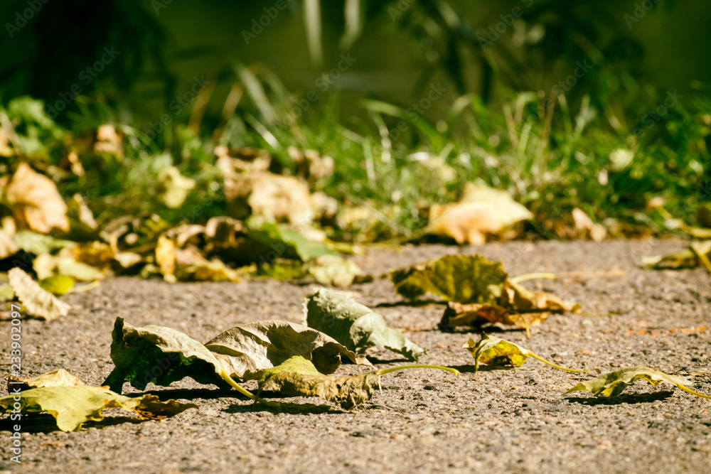 First autumn leaves fell on the asphalt First autumn leaves fell on the asphalt