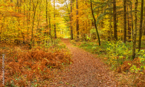Bunter Herbstwald im Spätherbst mit Fußweg in weichem Licht - Colourful autumn forest in late autumn with footpath in soft light