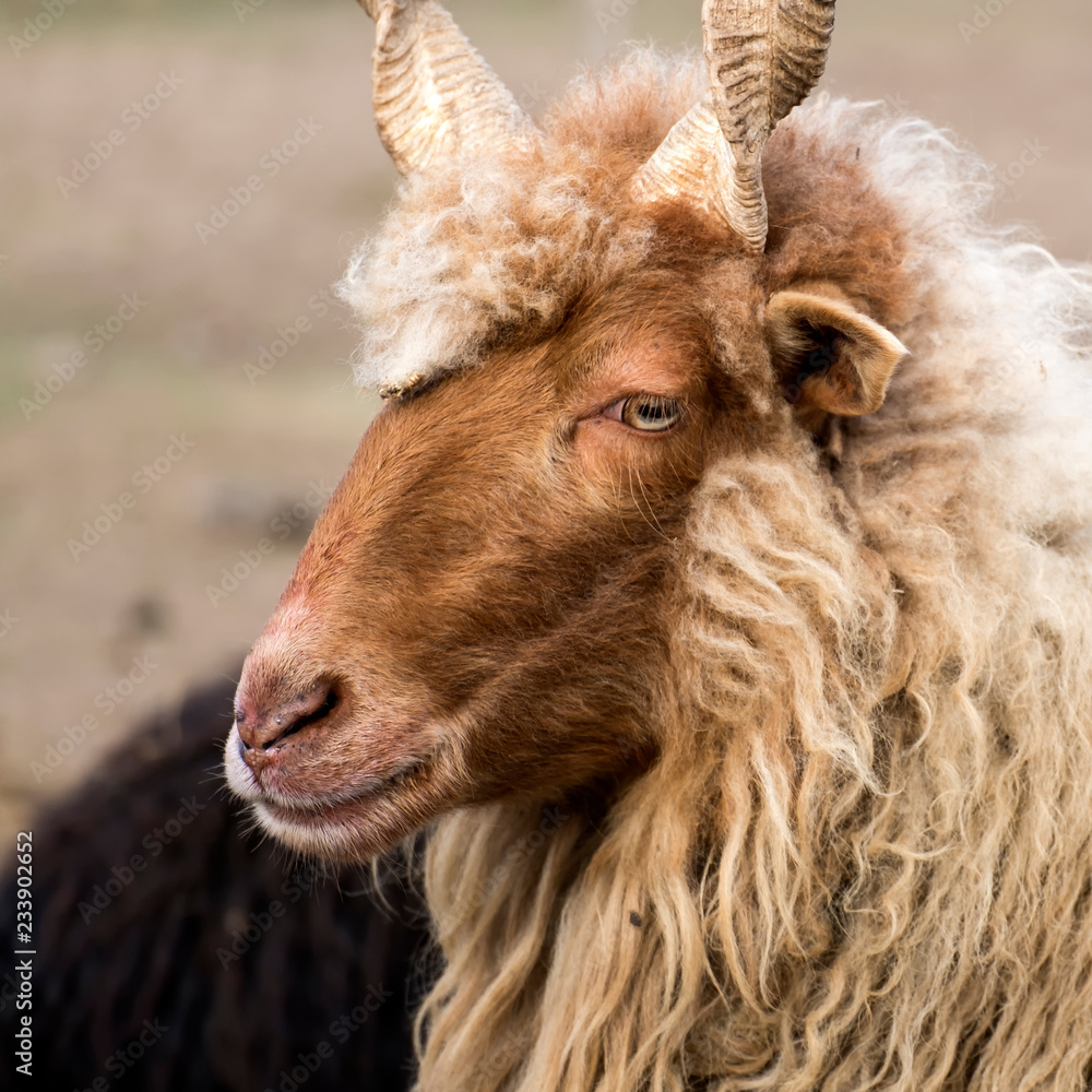 Portrait of Red Racka Sheep in semi-profile (Ovis aries strepsiceros hungaricus) Portrait of Red Racka Sheep in semi-profile (Ovis aries strepsiceros hungaricus)