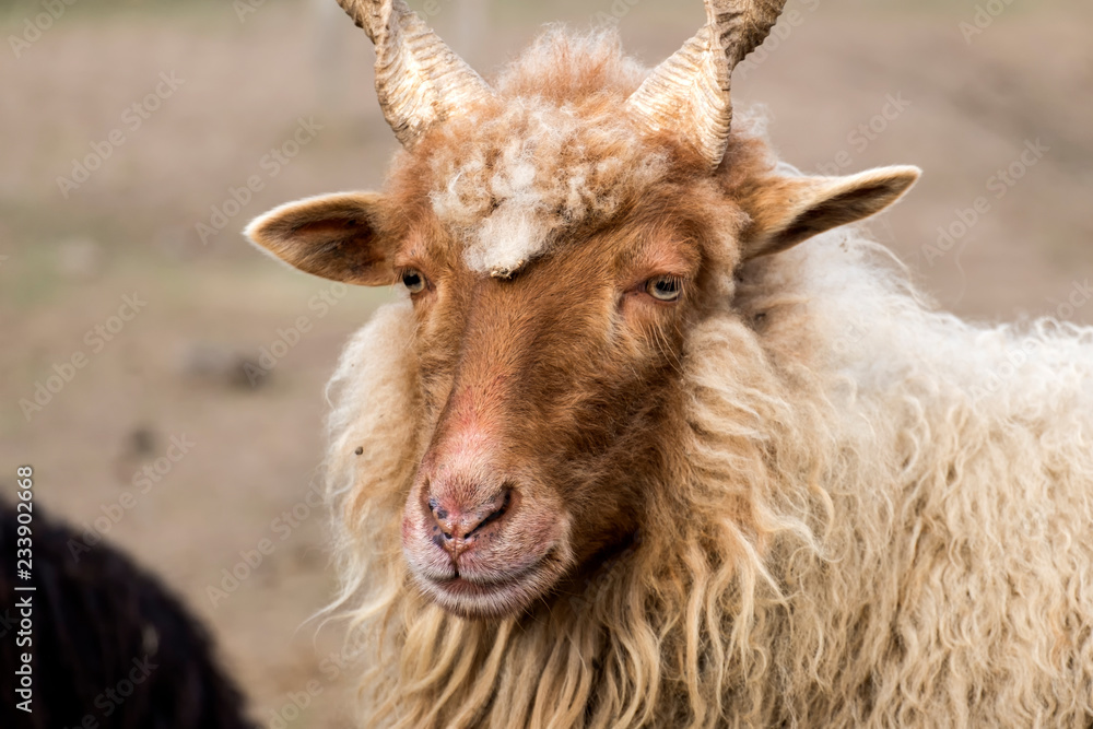 Red Hungarian Racka Sheep with helical helical horns (Ovis aries strepsiceros hungaricus) Red Hungarian Racka Sheep with helical helical horns (Ovis aries strepsiceros hungaricus)
