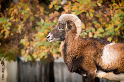 Leader of the herd of mouflons on guard order (Ovis orientalis musimon)