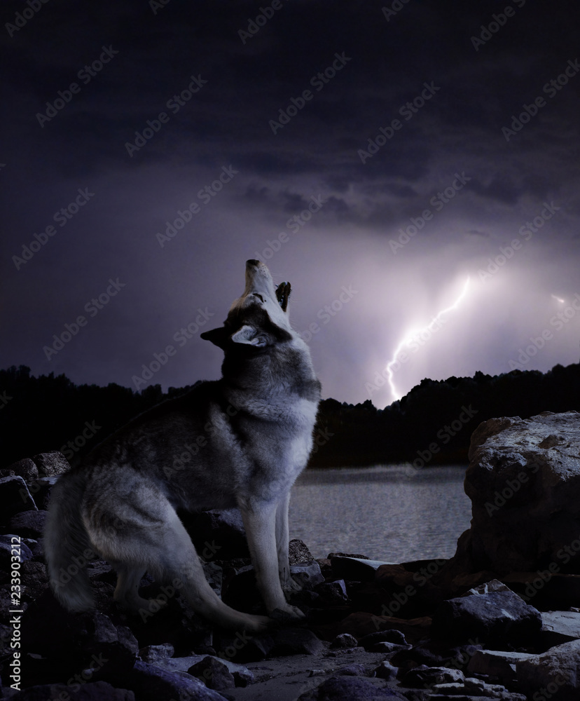 Obraz premium ciemna noc w burzy wilk śpiewa swoją piosenkę