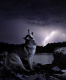 a dark night in a thunderstorm wolf sings his song