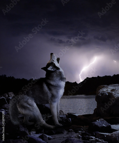 a dark night in a thunderstorm wolf sings his song