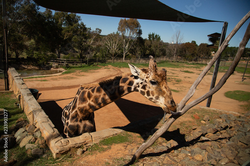 Photography Giraffe in zoo