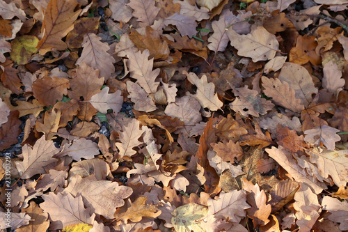 Carpet of autumn leaves. Fallen autumn leaves on the ground.