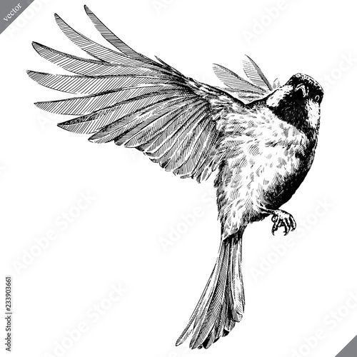 black and white engrave isolated tit vector illustration