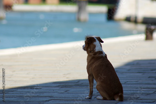 A dog in Venice
