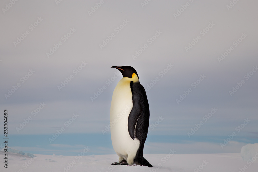 Emperor Penguin, Close up, Snow Hill Emperor Penguin Colony, Antarctica