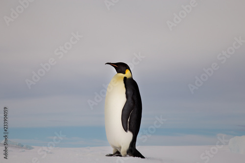 Emperor Penguin  Close up  Snow Hill Emperor Penguin Colony  Antarctica