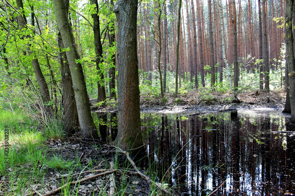 Obraz premium ddkskfdjklfsjkfldsjlfkdsjkflds