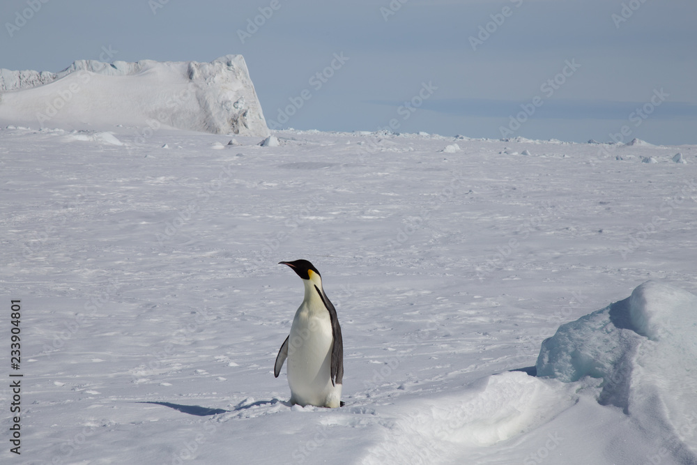 Obraz premium Snow Hill Emperor Penguin Colony, October 2018.