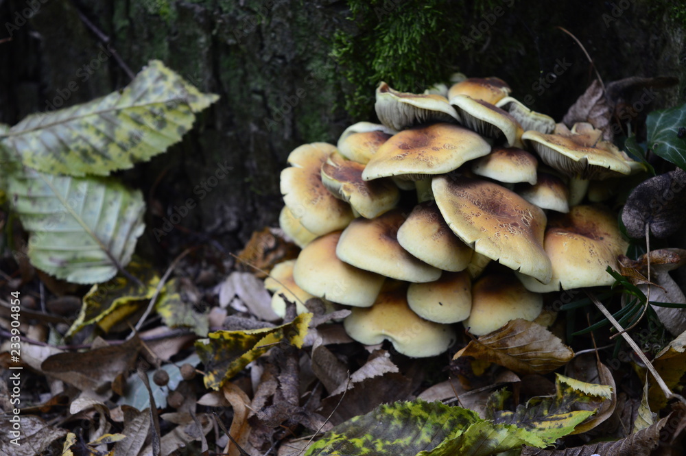 Closeup Armillaria mellea known as honey fungus with blurred background in forrest Closeup Armillaria mellea known as honey fungus with blurred background in forrest