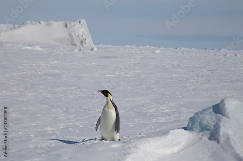 Snow Hill Emperor Penguin Colony  October 2018.